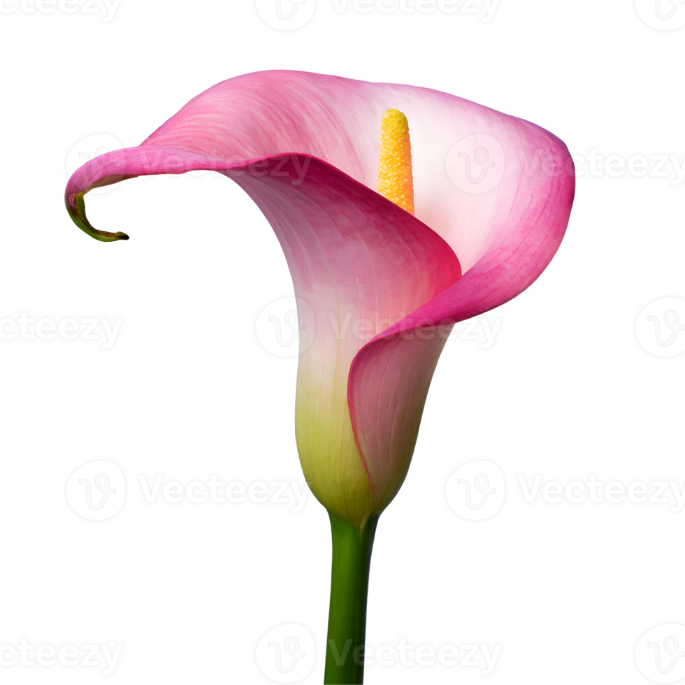 Illustration von Blume Rosa Calla Lilie png
