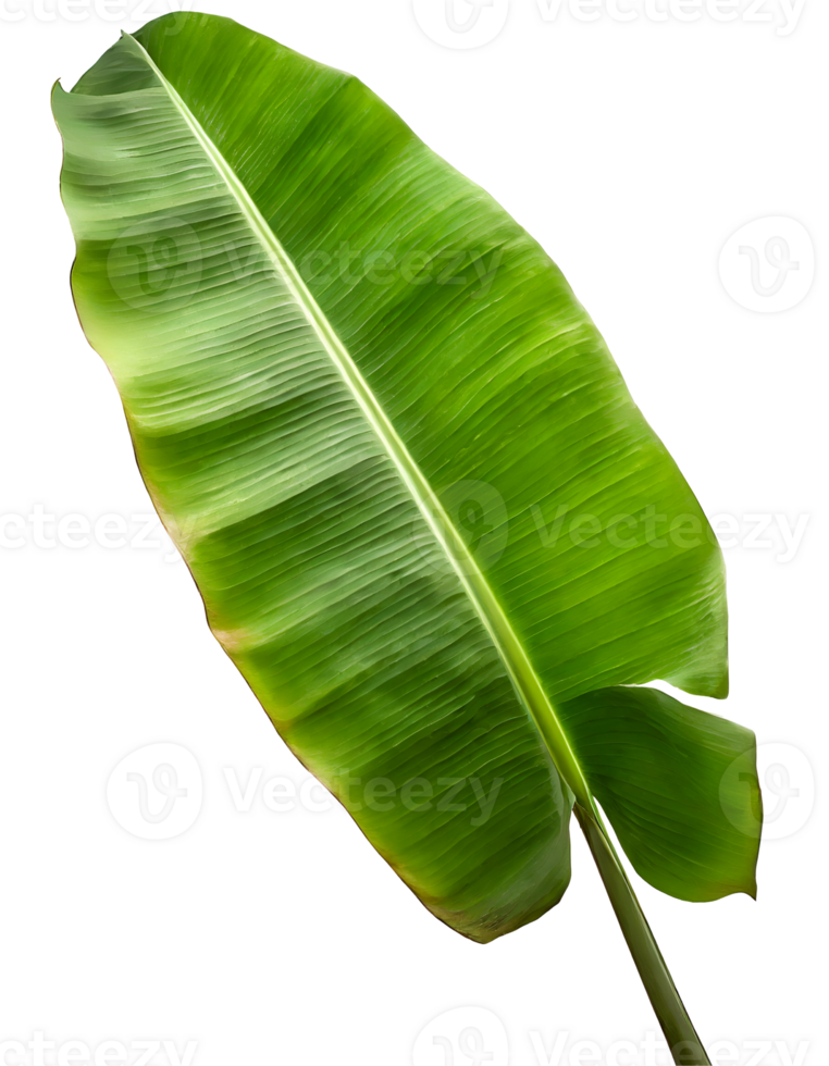 Illustration of green banana leaf png