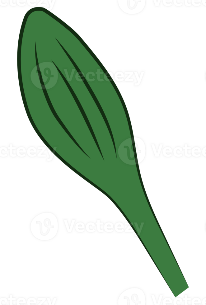Green Marigold Bud png