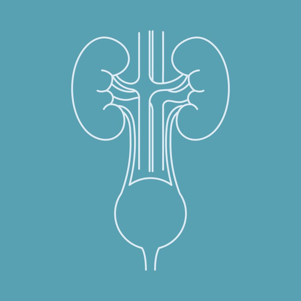 Human kidneys and bladder outline icon on blue background vector
