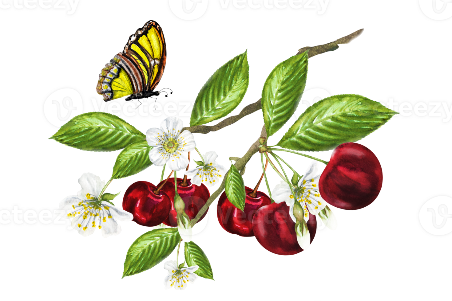 Watercolor illustration of a cherry branch and a butterfly, on a branch there are ripe juicy cherries, flowers and green leaves. Hand drawn cherry on a branch with a butterfly. png