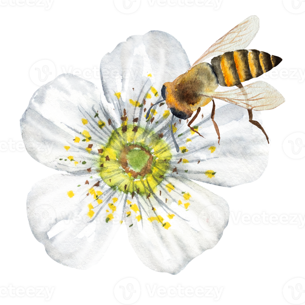 Watercolor illustration of a cherry flower with a bee, blooming cherry, white cherry flower on a stalk. Hand drawn cherry flower with a bee png