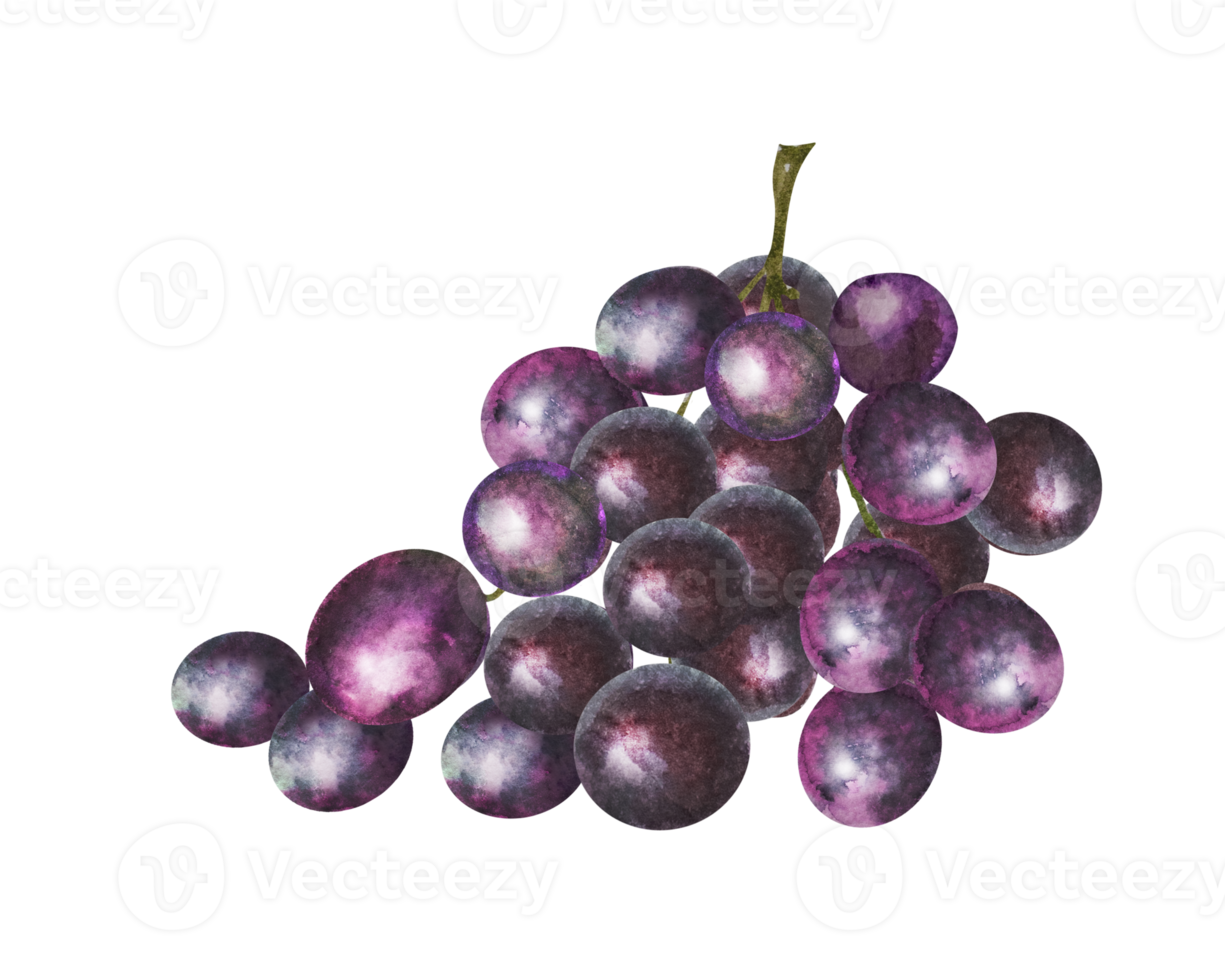 Watercolor illustration of a bunch of red and white grapes with leaves.Hand drawn grapes. png