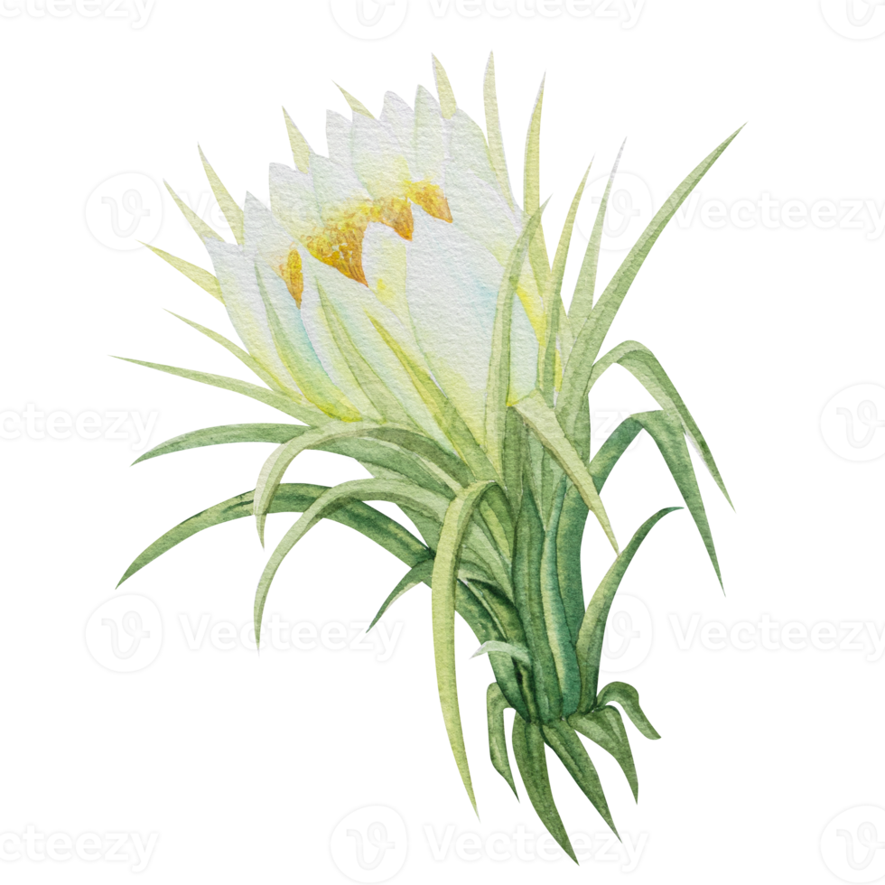 botanical illustration of Pitaya flowers. Watercolor botanical drawing of exotic flowers of dragon fruit or pitahaya. png