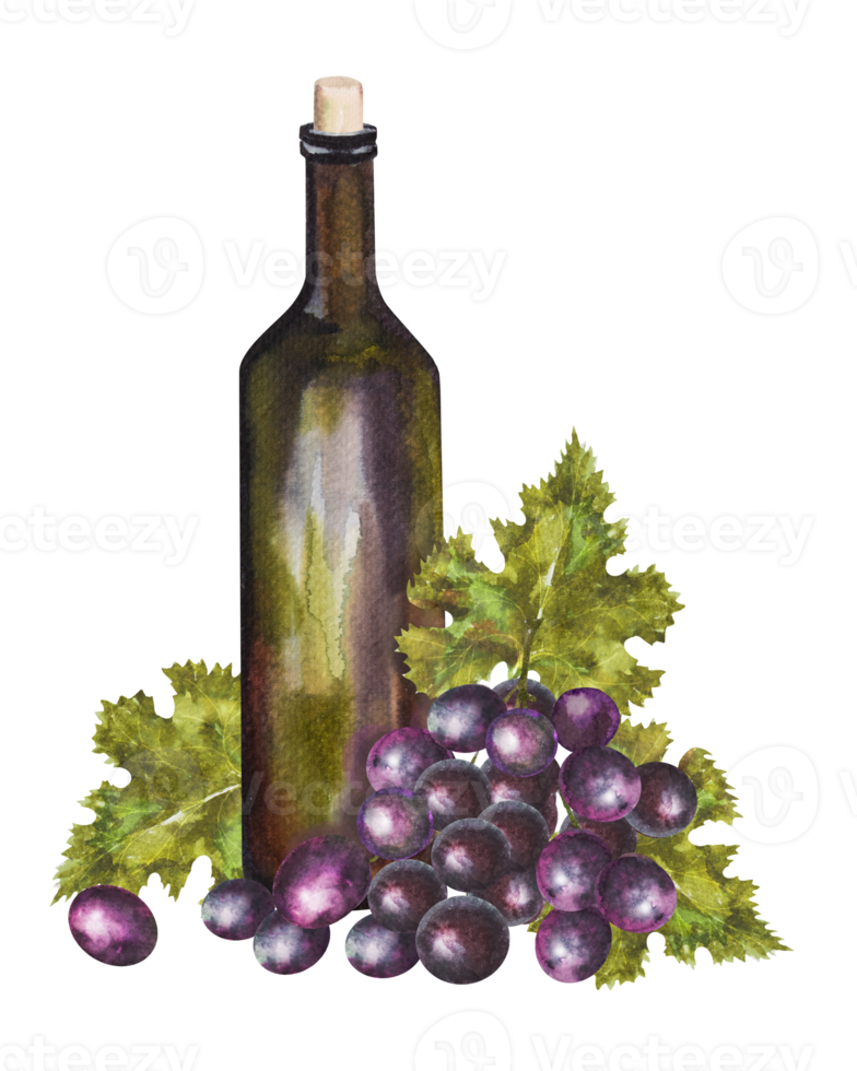 Watercolor illustration of a vintage glass bottle of wine and grapes on a white background, hand drawn illustration. png