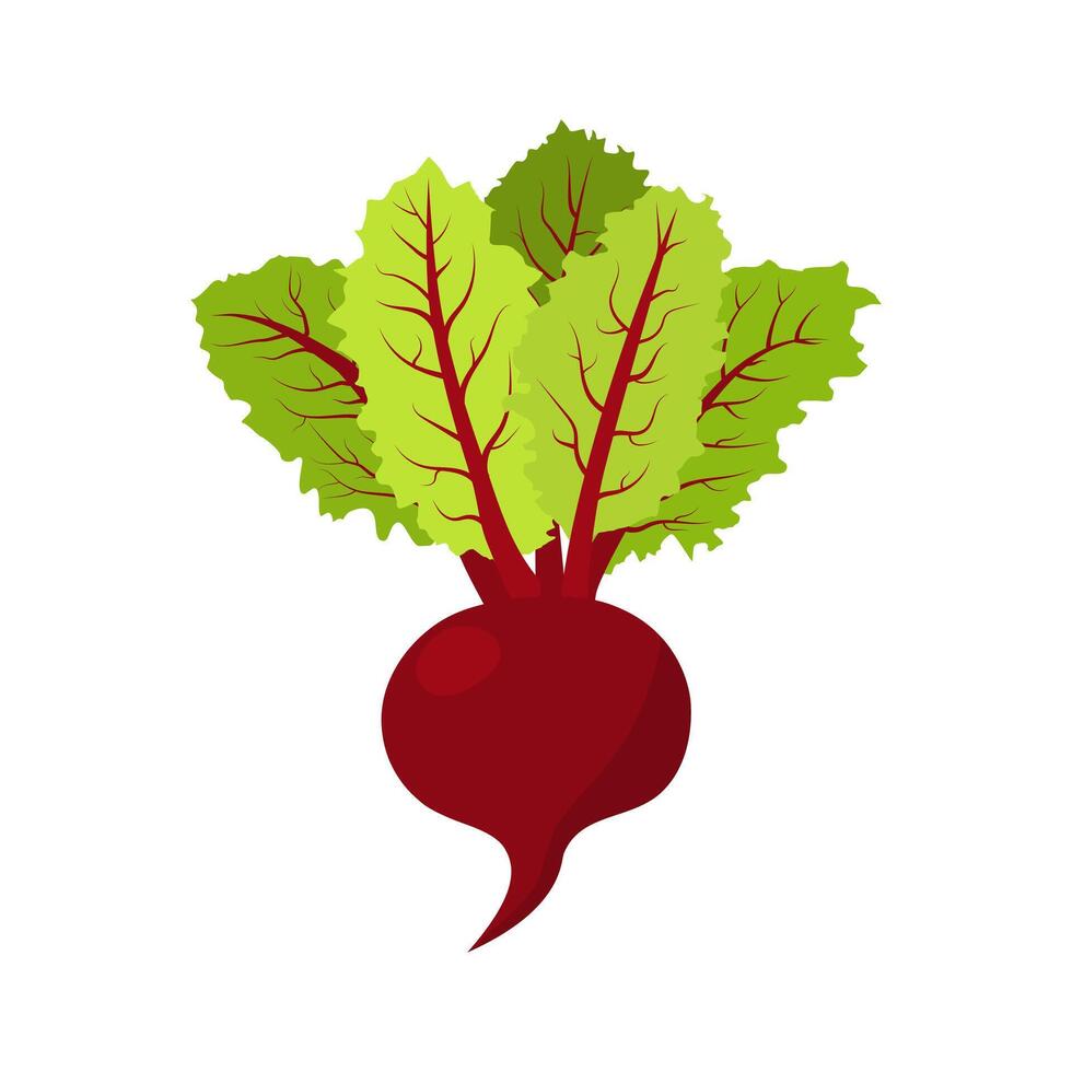 raíz de remolacha plano icono. sano alimento. ilustración de dibujos animados vegetal aislado en blanco. vector