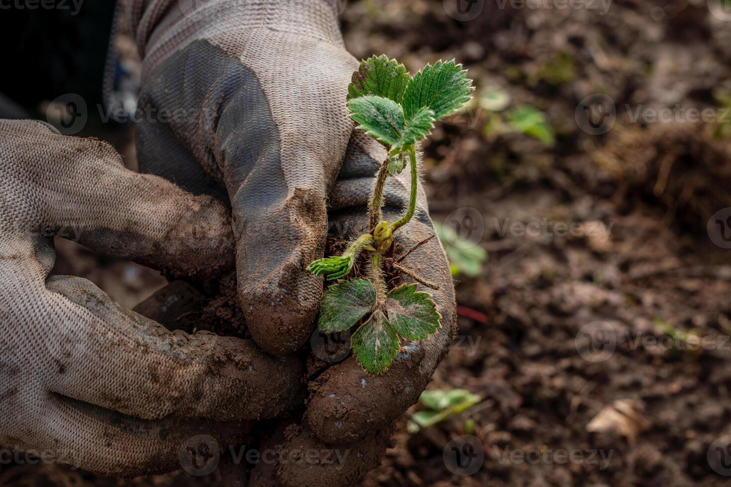 hands in gloves plant a strawberry sprout in the ground photo