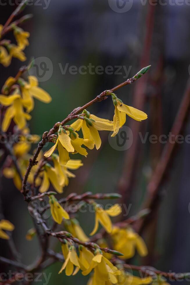 Beautiful Forsythia in spring time on a blurry background photo
