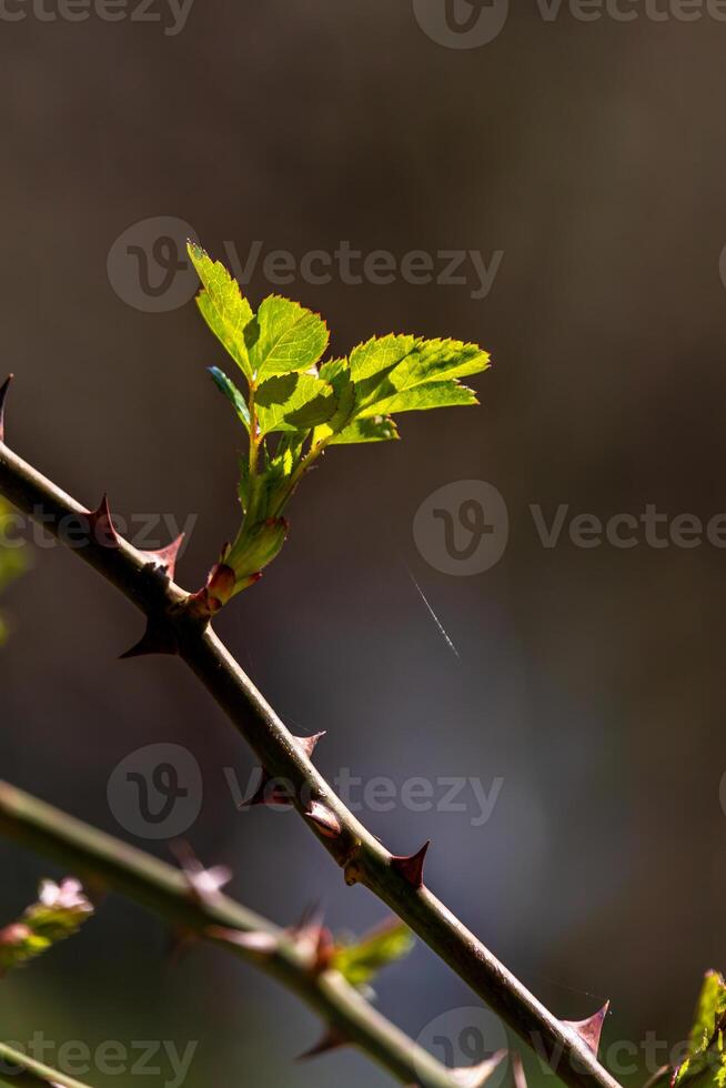 primero temprano primavera brotes en ramas marzo abril floral naturaleza selectivo atención foto