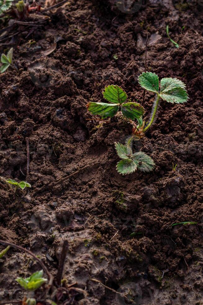 hands in gloves plant a strawberry sprout in the ground photo