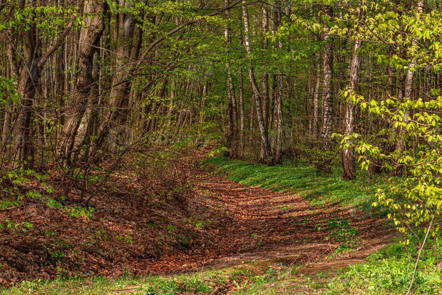 Beautiful green summer forest. Spring background, backdrop photo