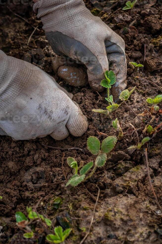 hands in gloves plant a strawberry sprout in the ground photo