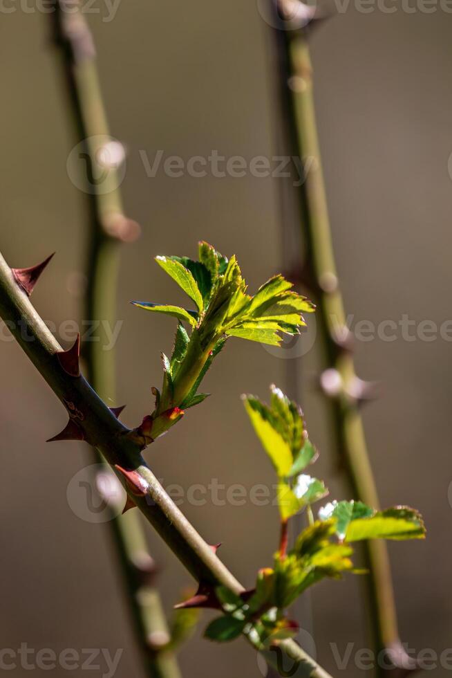 first early spring buds on branches march april floral nature selective focus photo
