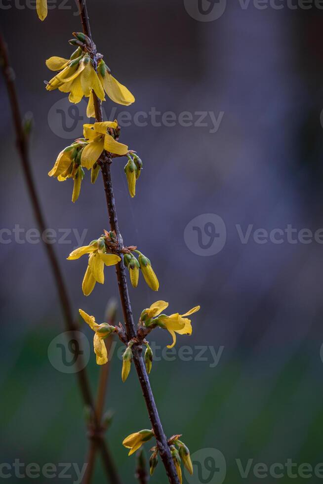 Beautiful Forsythia in spring time photo