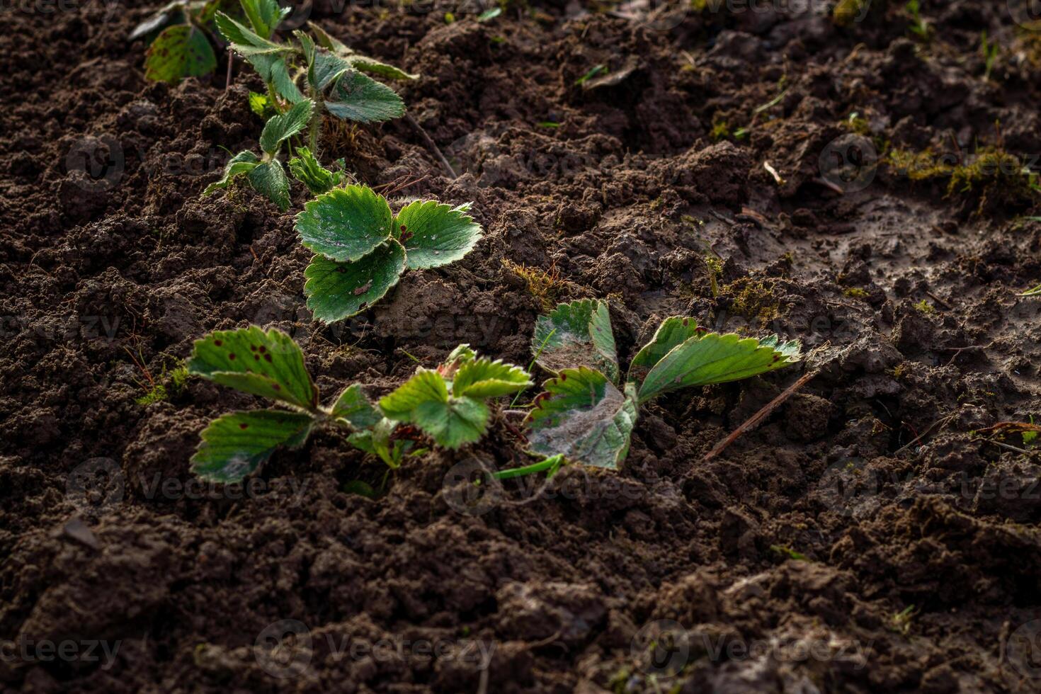 hands in gloves plant a strawberry sprout in the ground photo