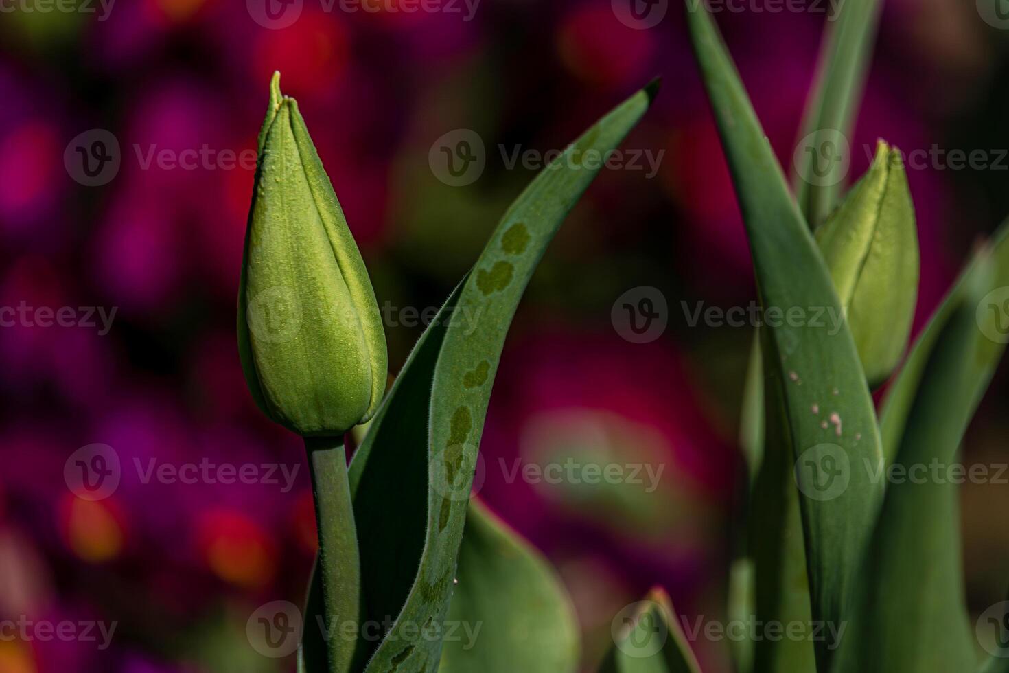 Young green new buds of tulip flowers sprout out and growth in spring season photo