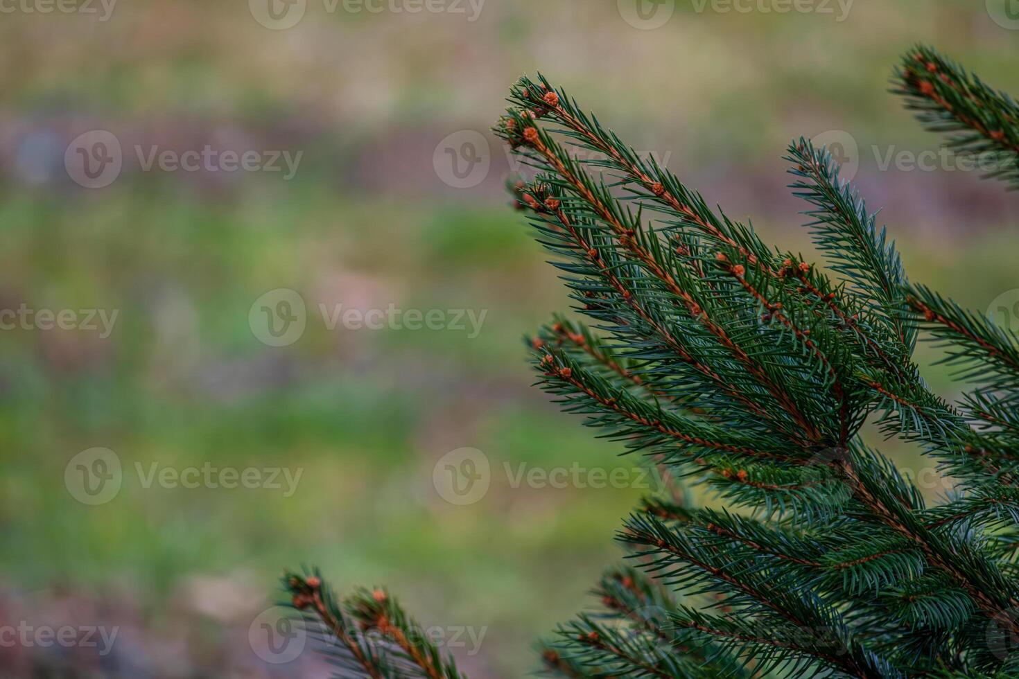Background, abstraction of Christmas tree twigs with needles on a blurry photo