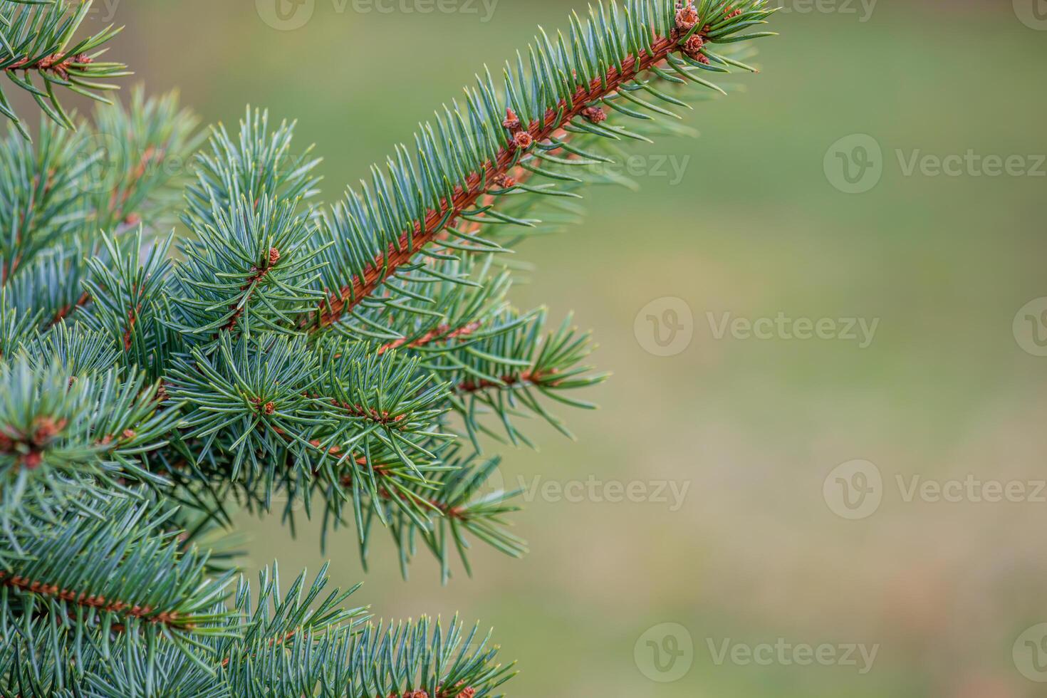 Background, abstraction of Christmas tree twigs with needles on a blurry photo