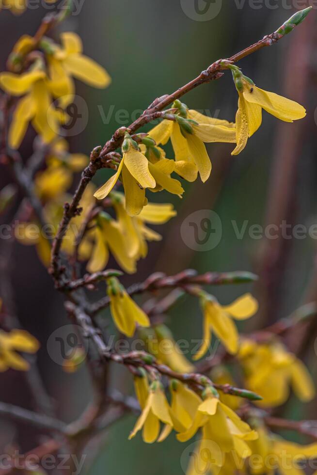 Beautiful Forsythia in spring time on a blurry background photo