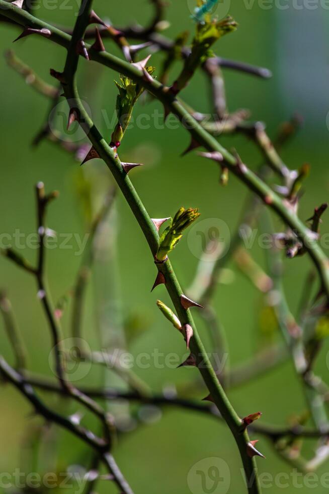 primero temprano primavera brotes en ramas marzo naturaleza selectivo atención foto