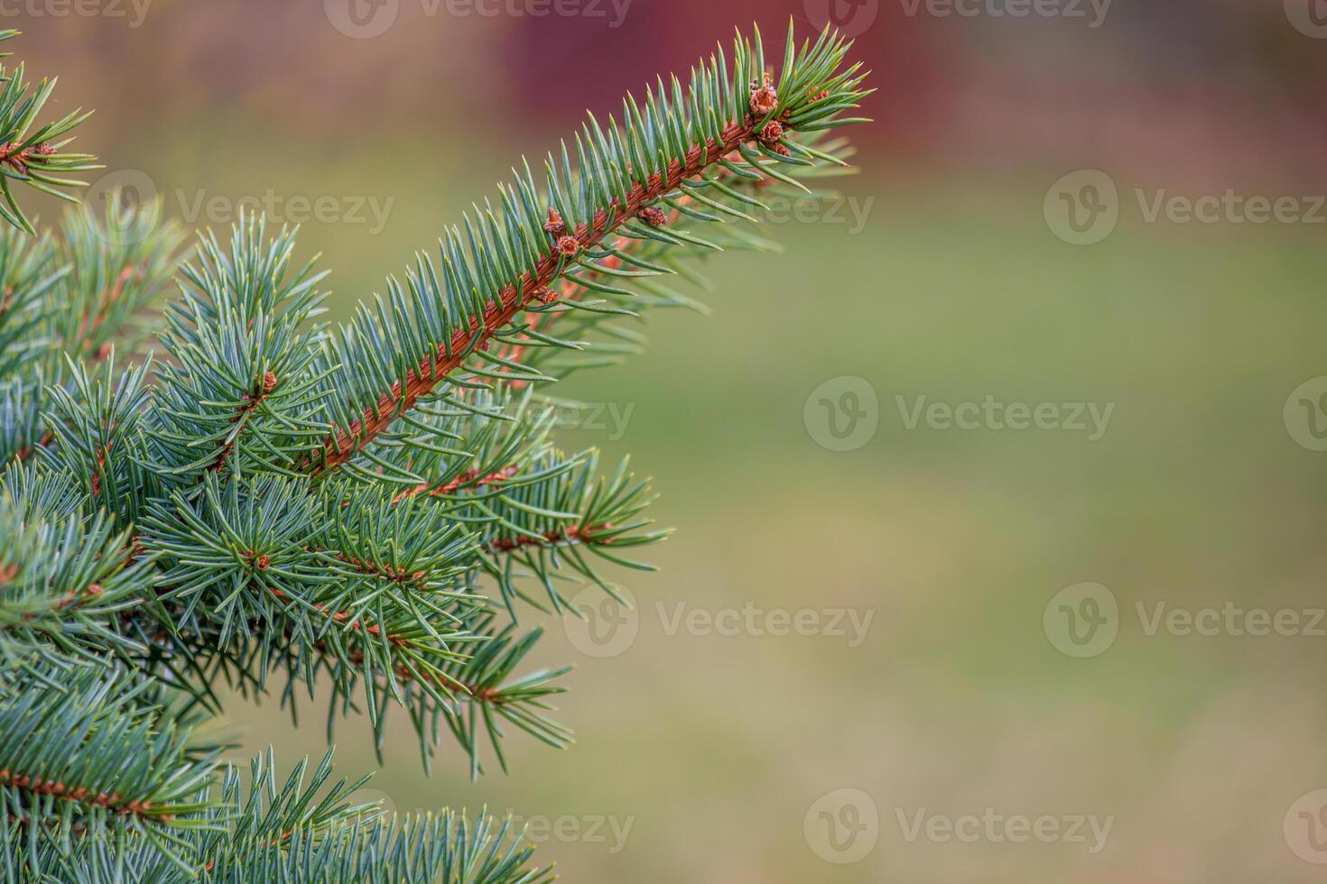Background, abstraction of Christmas tree twigs with needles on a blurry photo