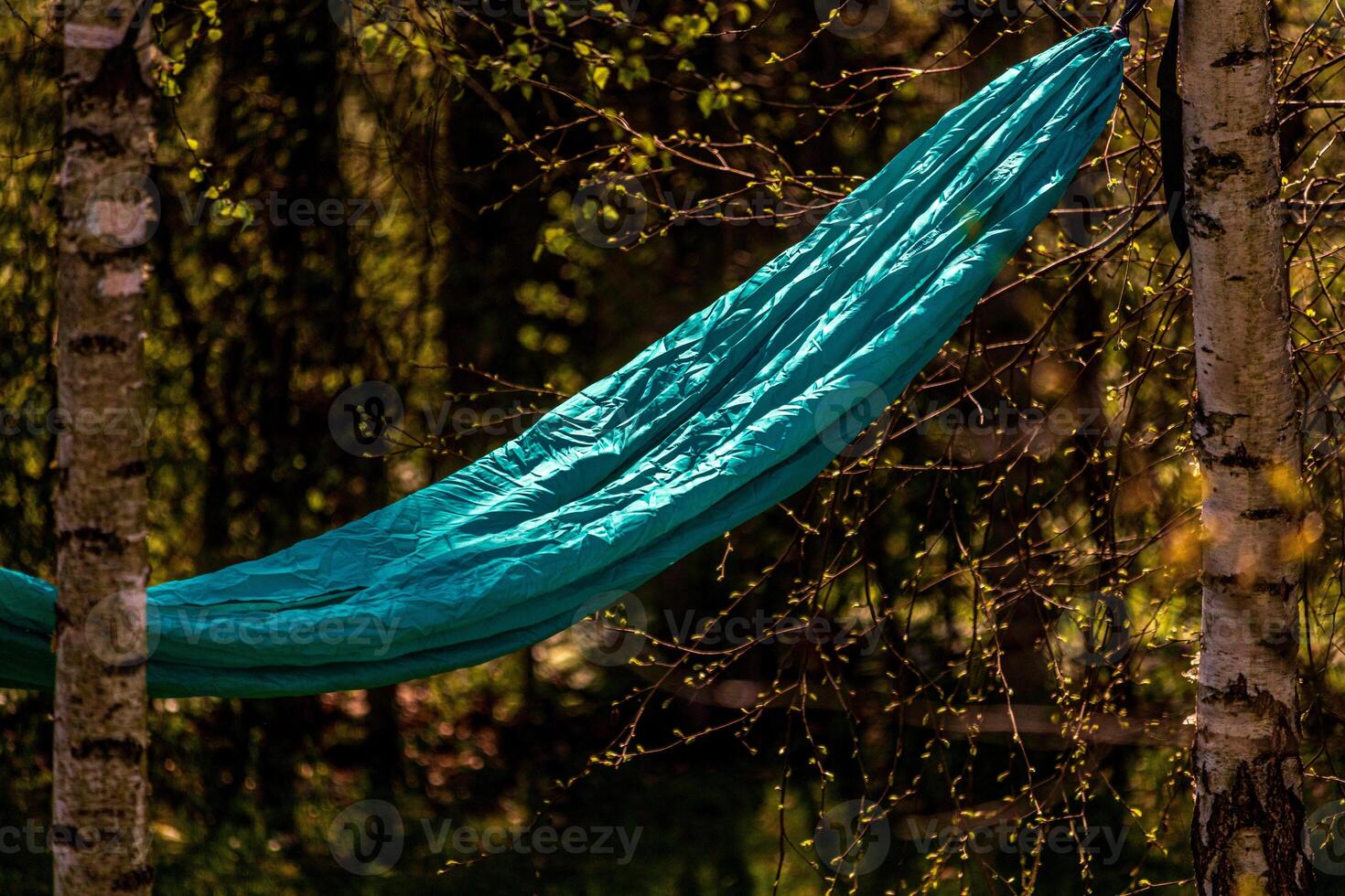 The hammock is stretched between the birch trees. Summer vacation photo