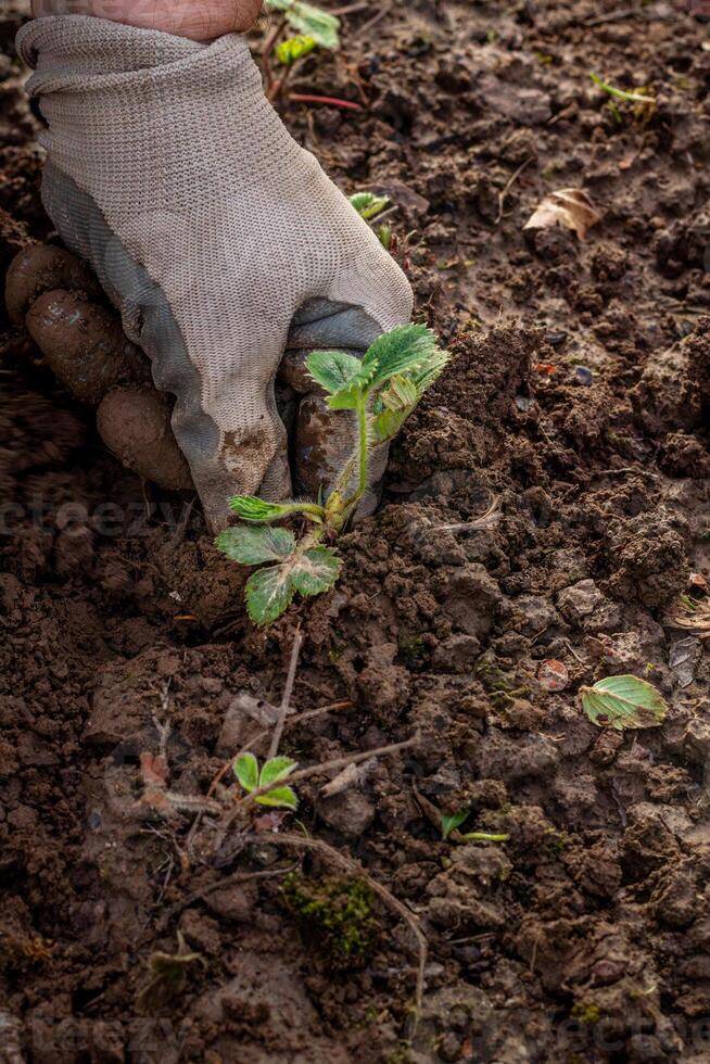 hands in gloves plant a strawberry sprout in the ground photo