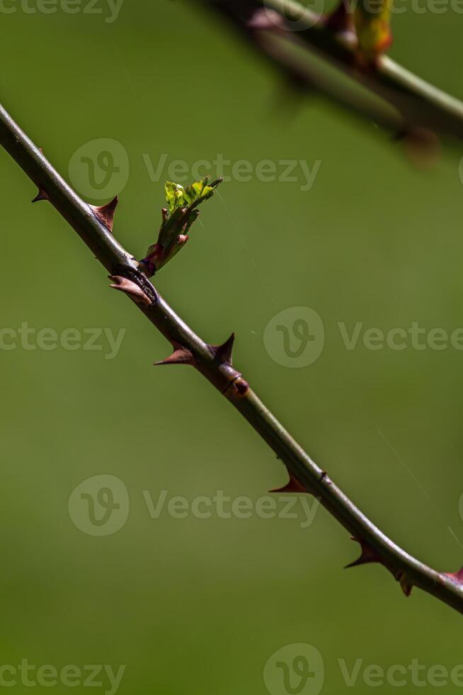 first early spring buds on branches march april floral nature selective focus photo