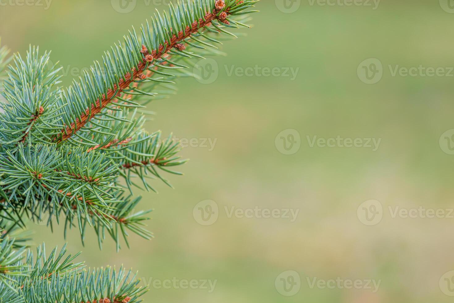 abstraction of Christmas tree twigs with needles on a blurry Background photo