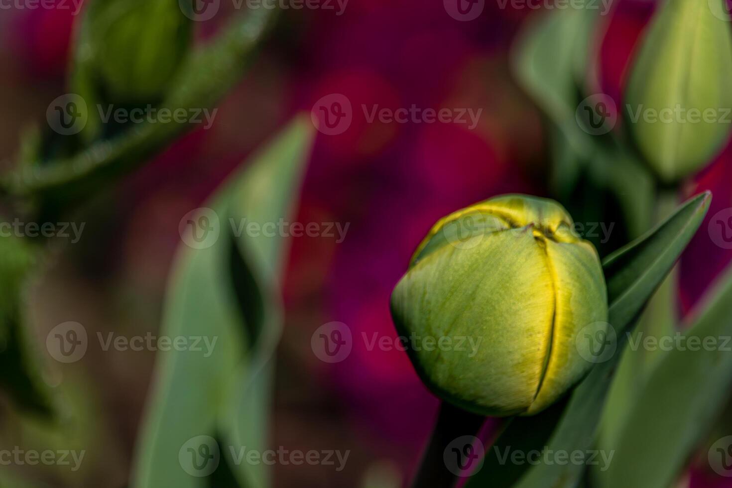 Young green new buds of tulip flowers sprout out and growth in spring season photo