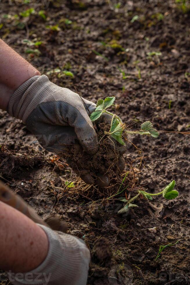 hands in gloves plant a strawberry sprout in the ground photo