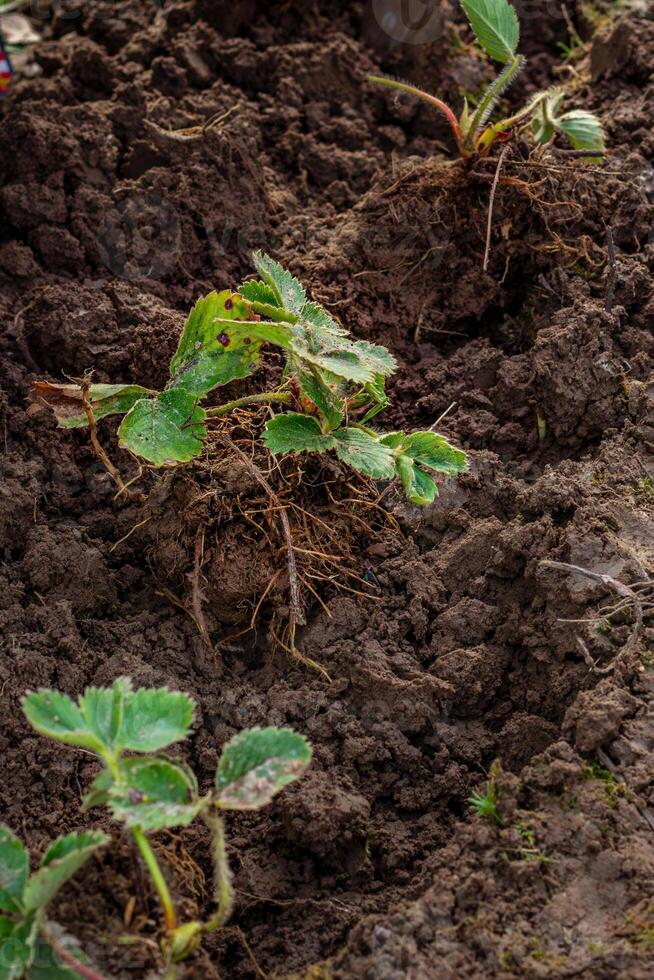 hands in gloves plant a strawberry sprout in the ground photo
