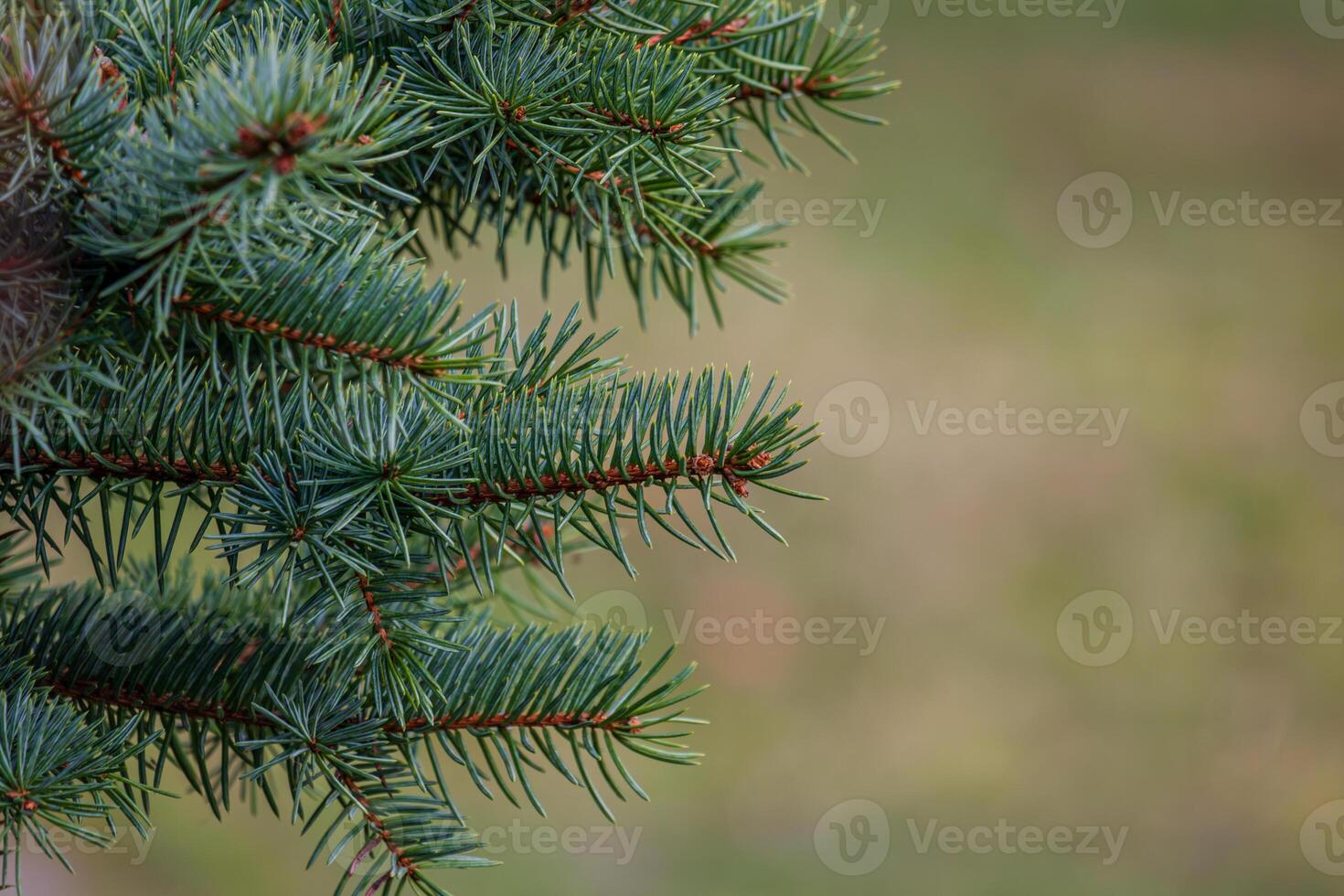 Background, abstraction of Christmas tree twigs with needles on a blurry photo