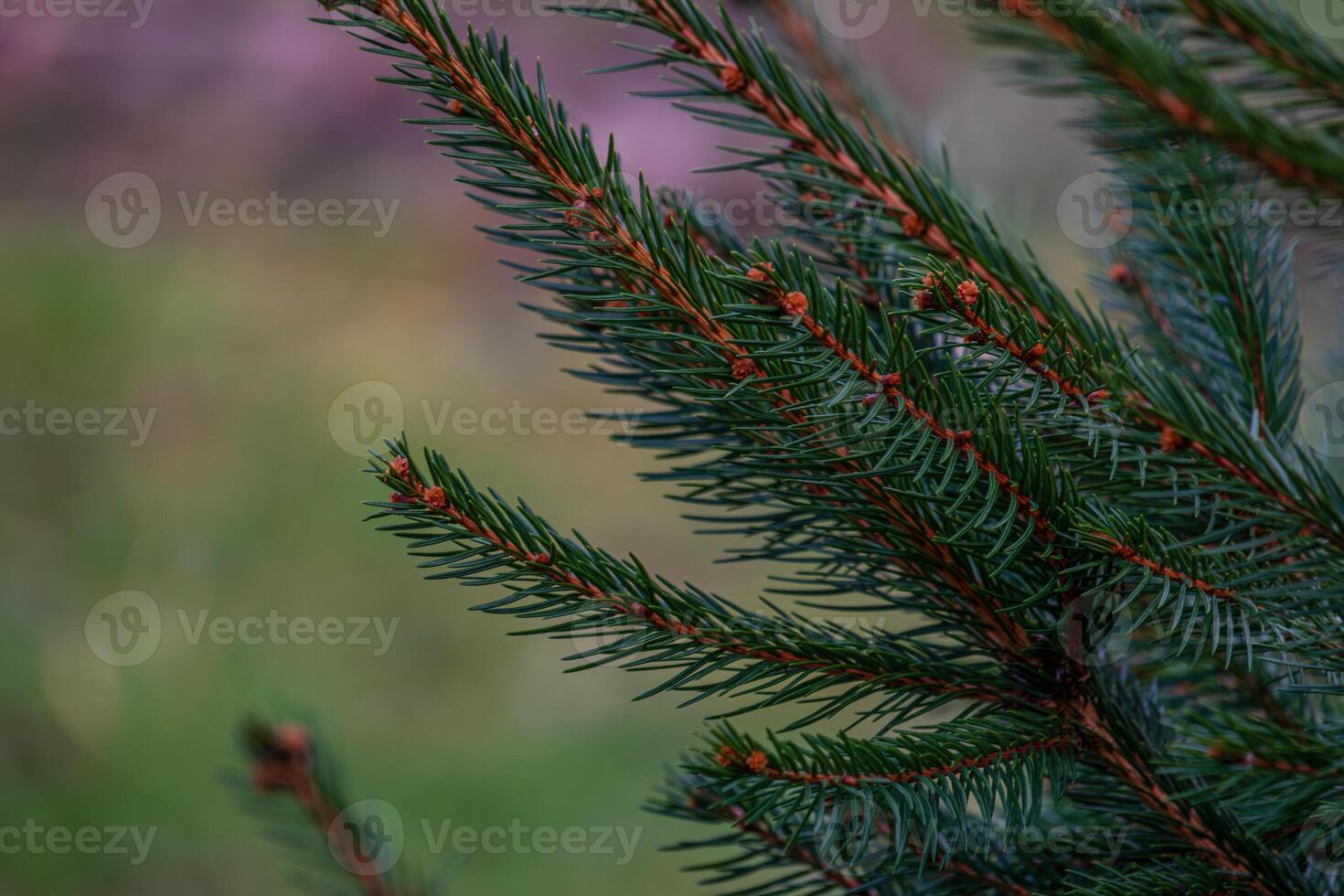 abstraction of Christmas tree twigs with needles on a blurry Background photo