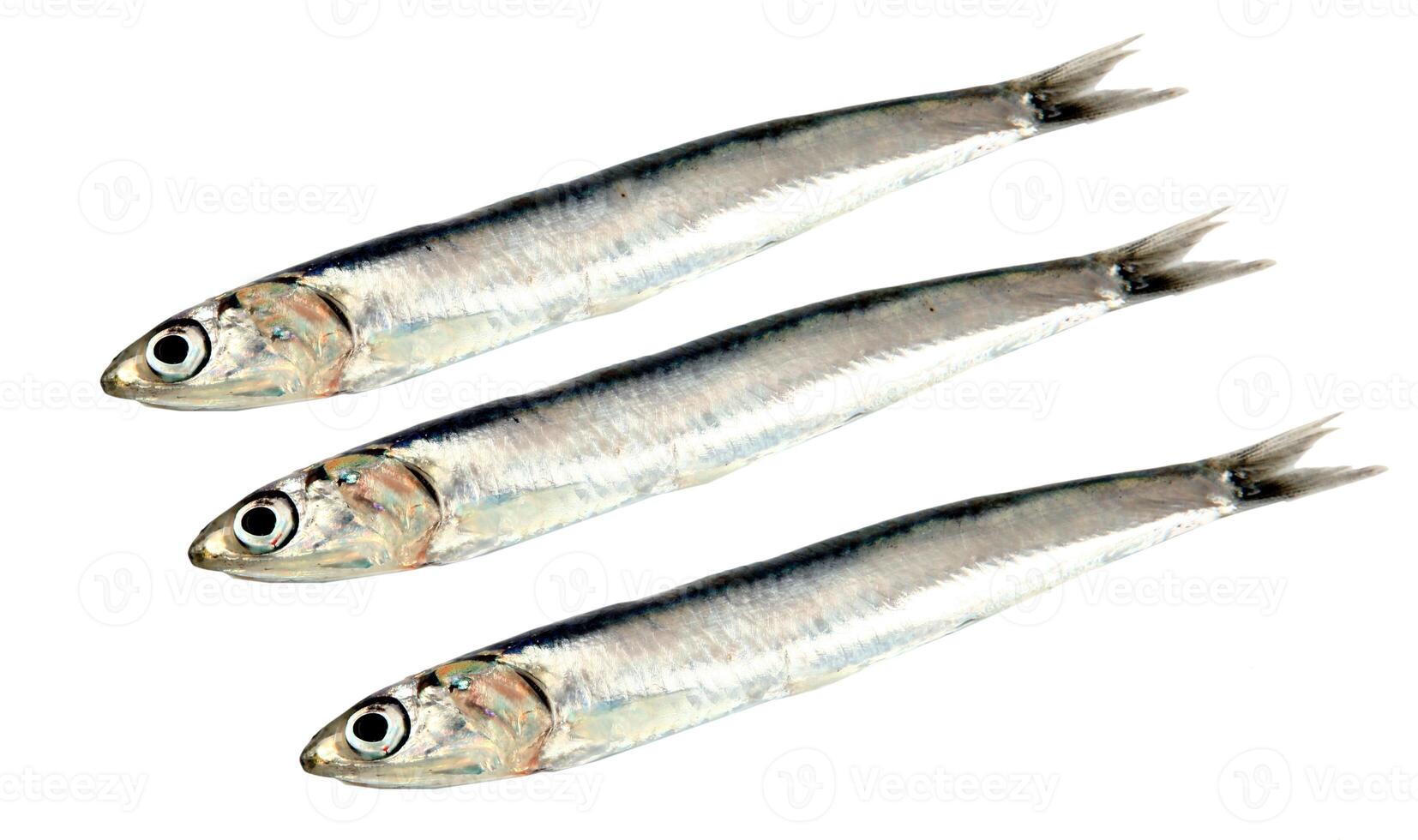 Fresh raw sardines photo