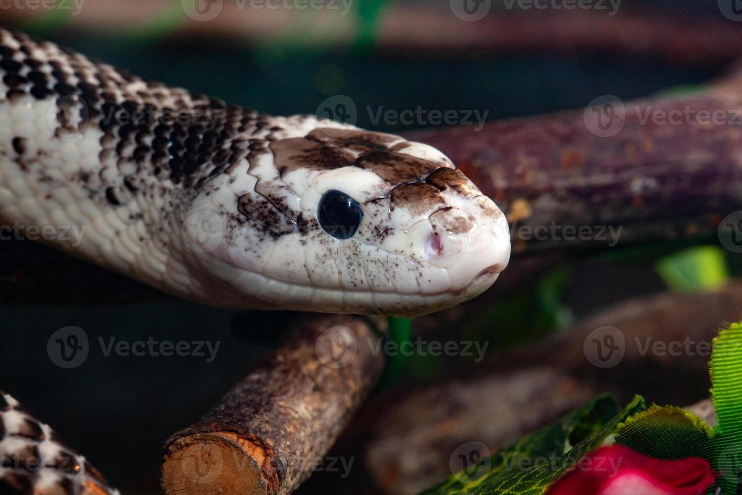 Pantherophis Obsoleta or Rat Snake photo
