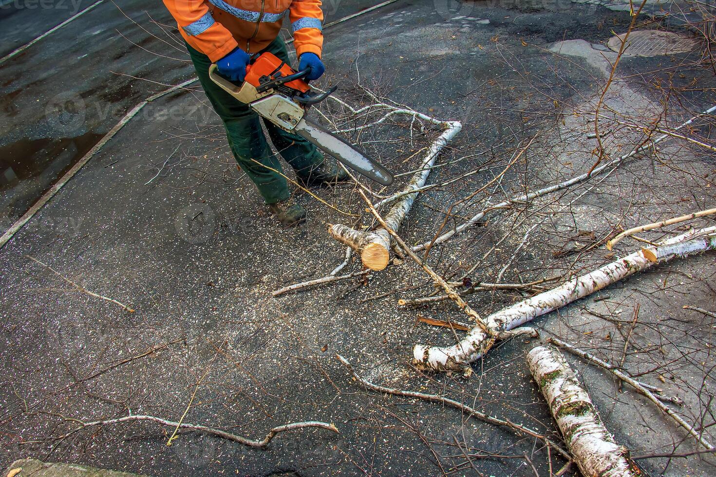 A municipal service worker cuts the branches of a tree. Greening of urban trees photo