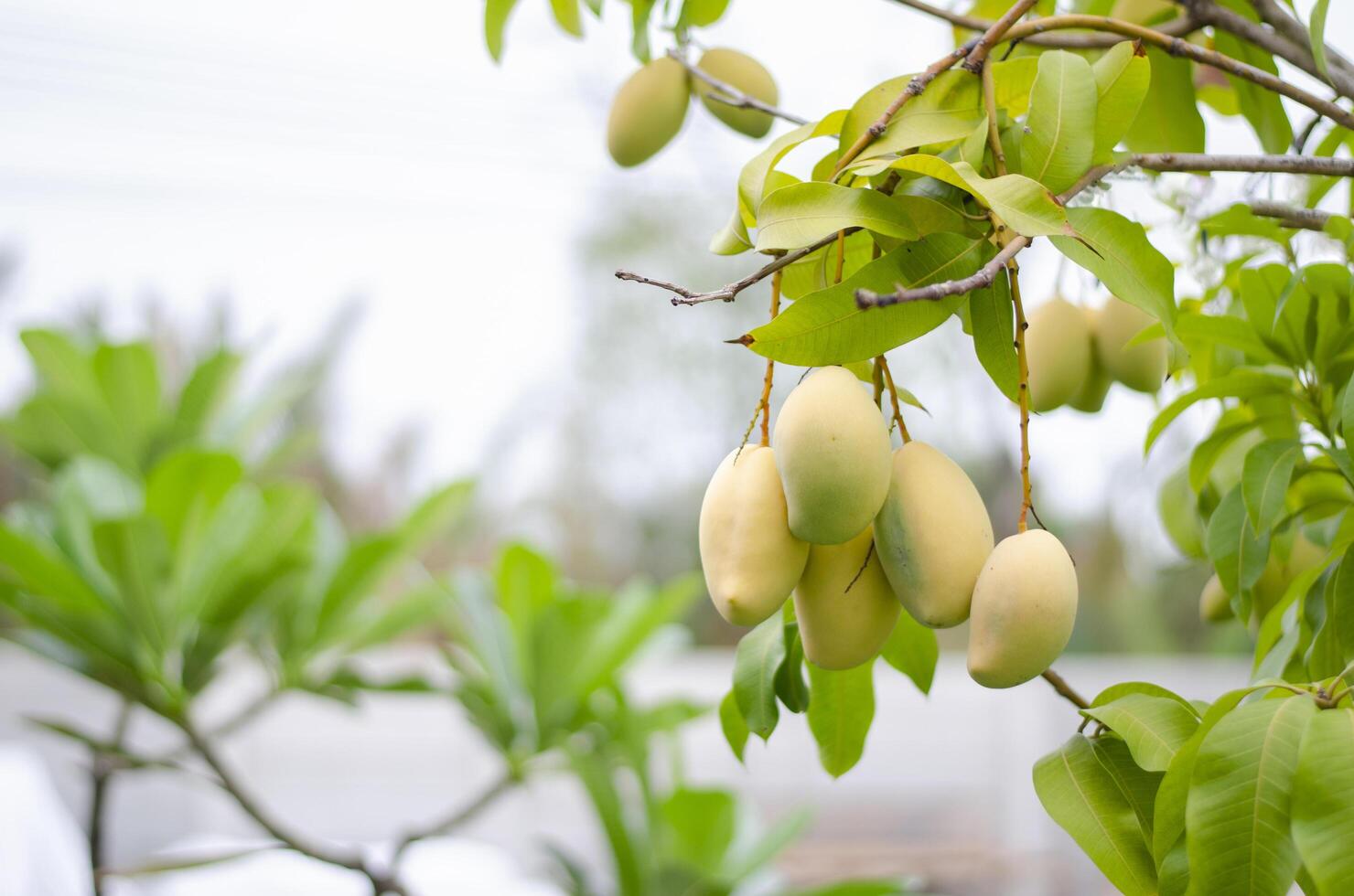 A bunch of small mangoes from a tree that I have growing at home. Copy space photo