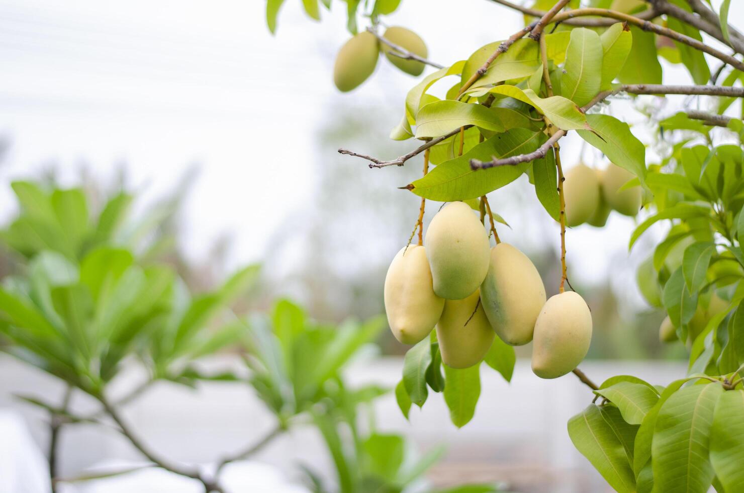 un manojo de pequeño mangos desde un árbol ese yo tener creciente a hogar. Copiar espacio foto