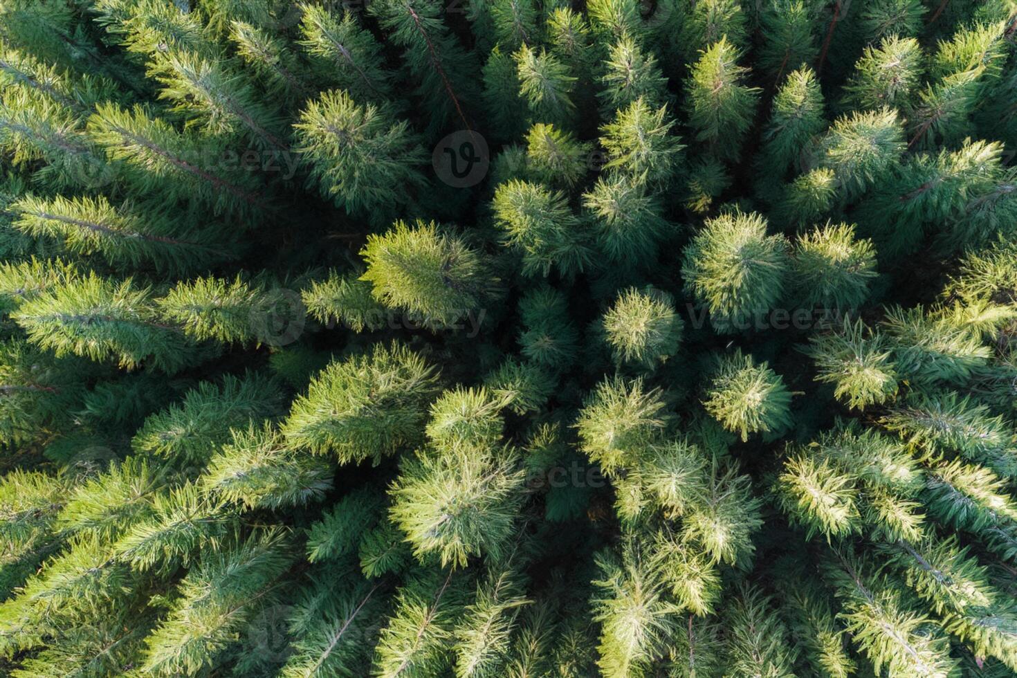 Pine forest top view. Carboon net zero concept background photo