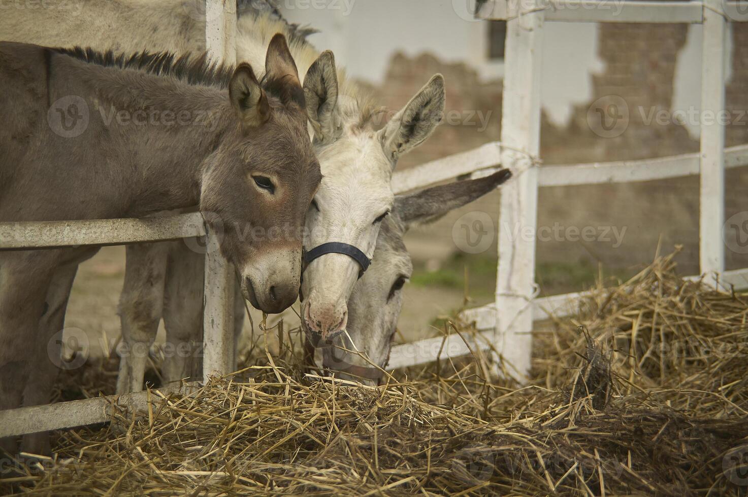 The meal of three donkeys photo