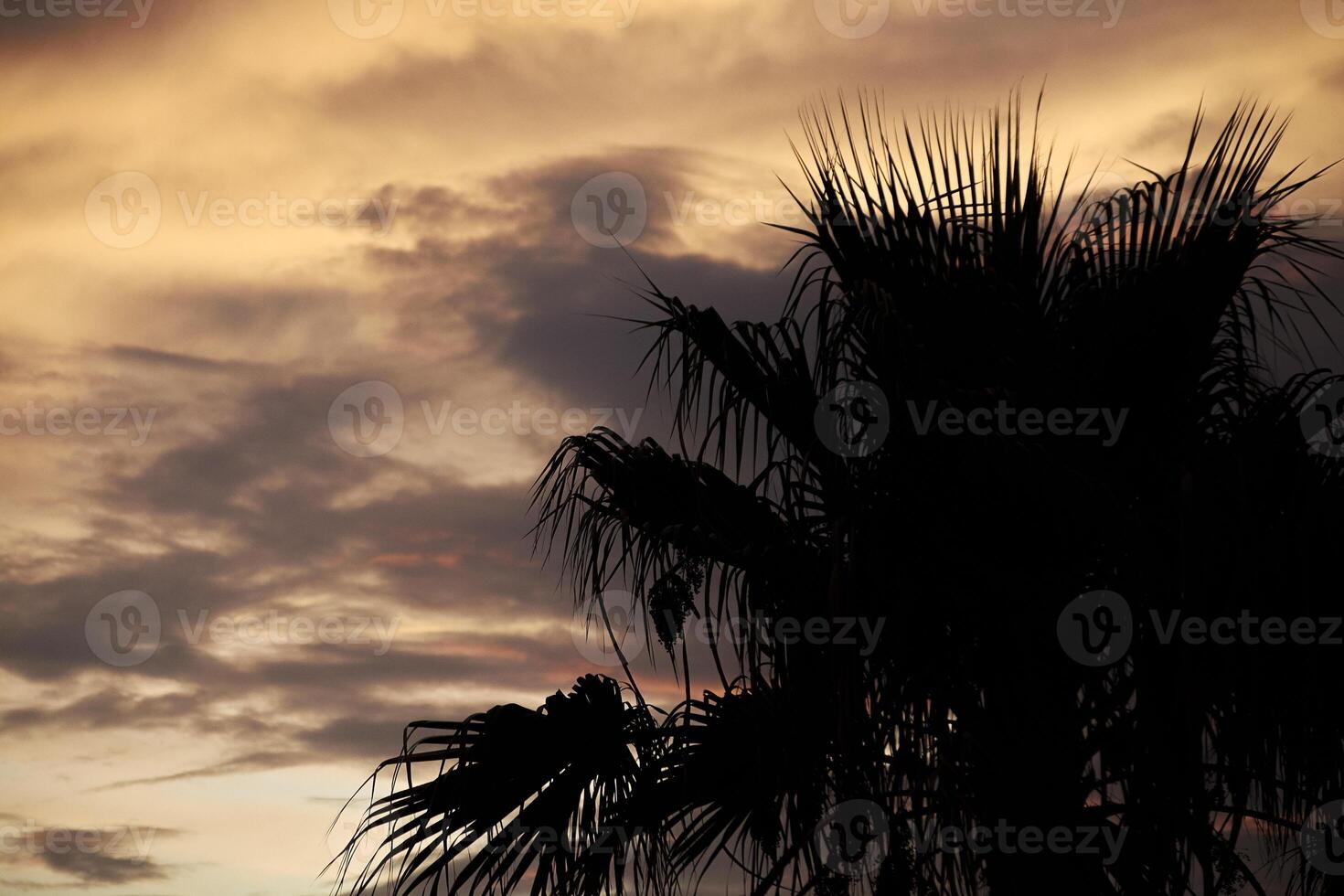 Silhouette of palm trees at sunset 2 photo