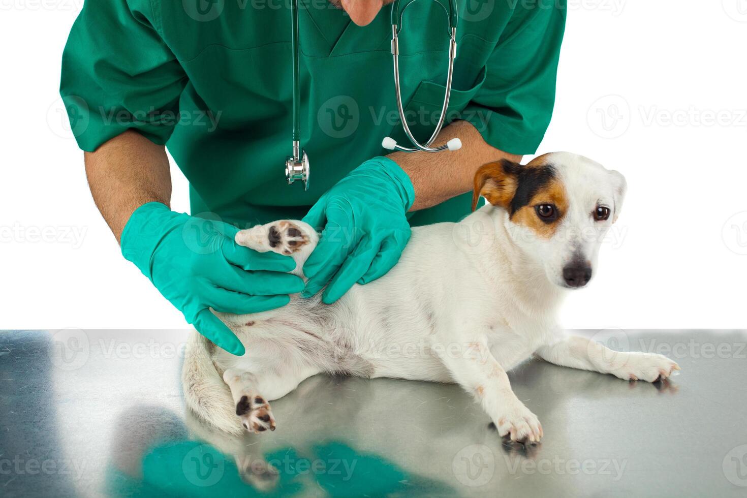 Veterinarian examines the dog's hip photo
