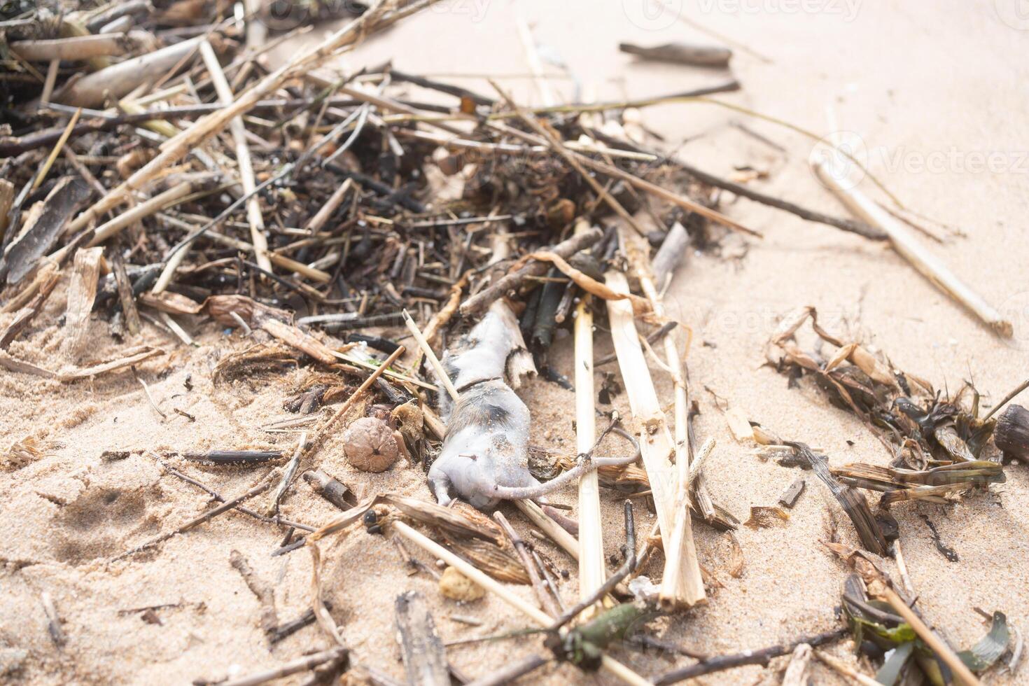 Closeup of dead rat on sandy beach amidst pollution and garbage photo