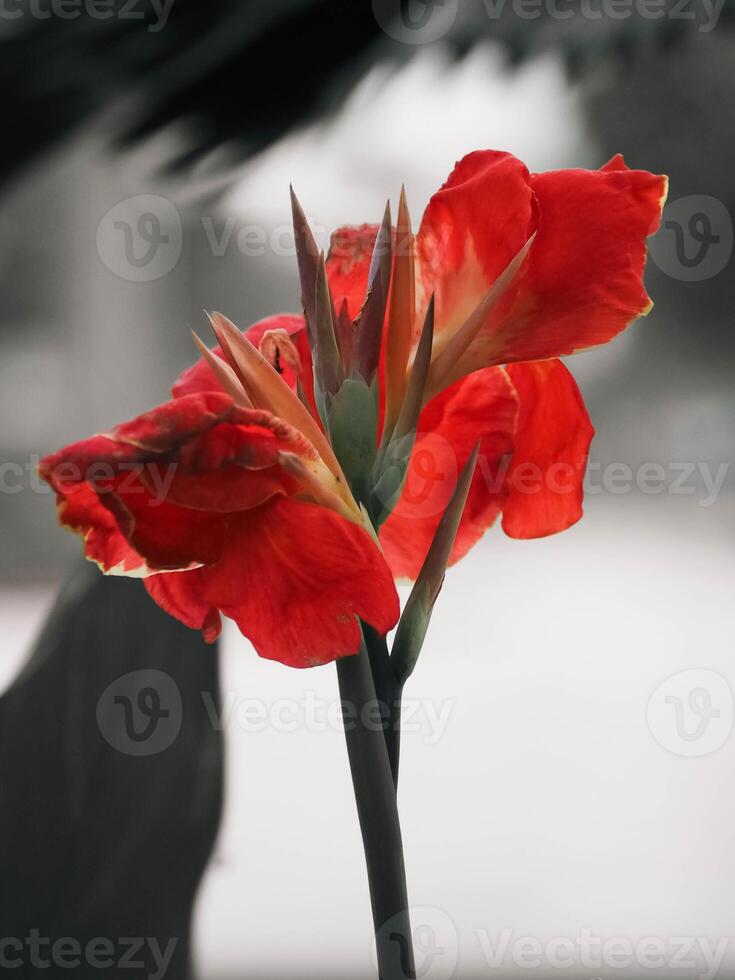 Beautiful Orange Canna Flower Close Up with Bokeh Background photo