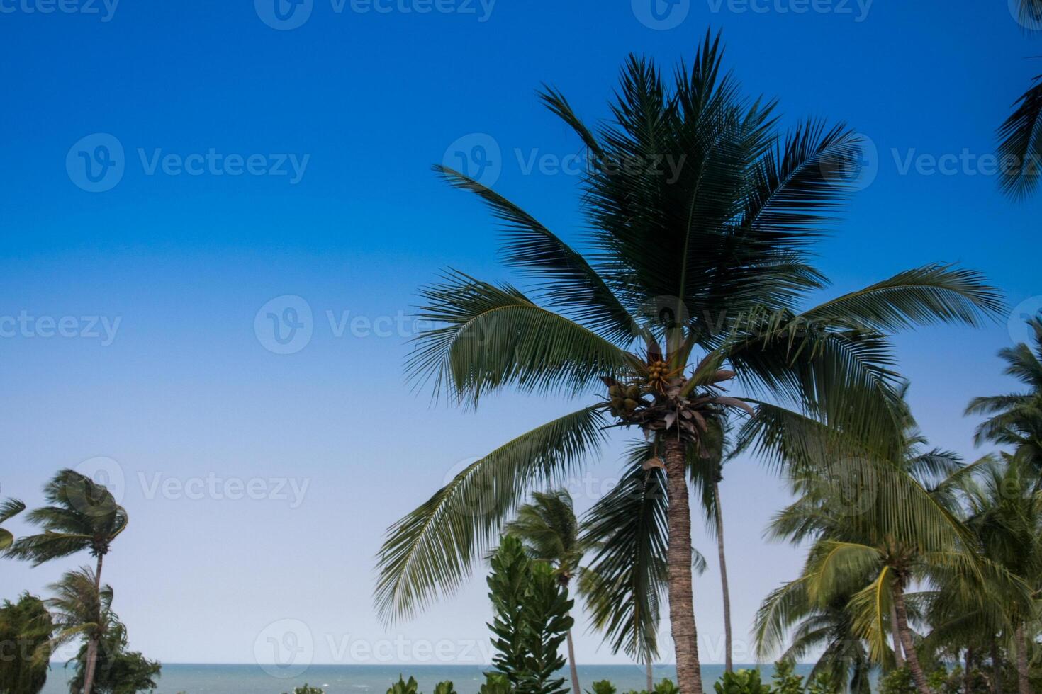 Coconut palm trees on the beach with blue sky background. photo