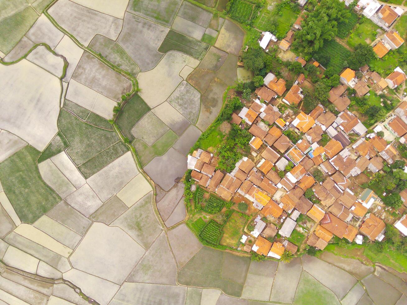 Aerial shot of the village surrounded by large rice fields. Aerial view of settlements in the rice fields in Rancaekek, Bandung - Indonesia. Above. Agriculture Industry. Shot from drone flying photo