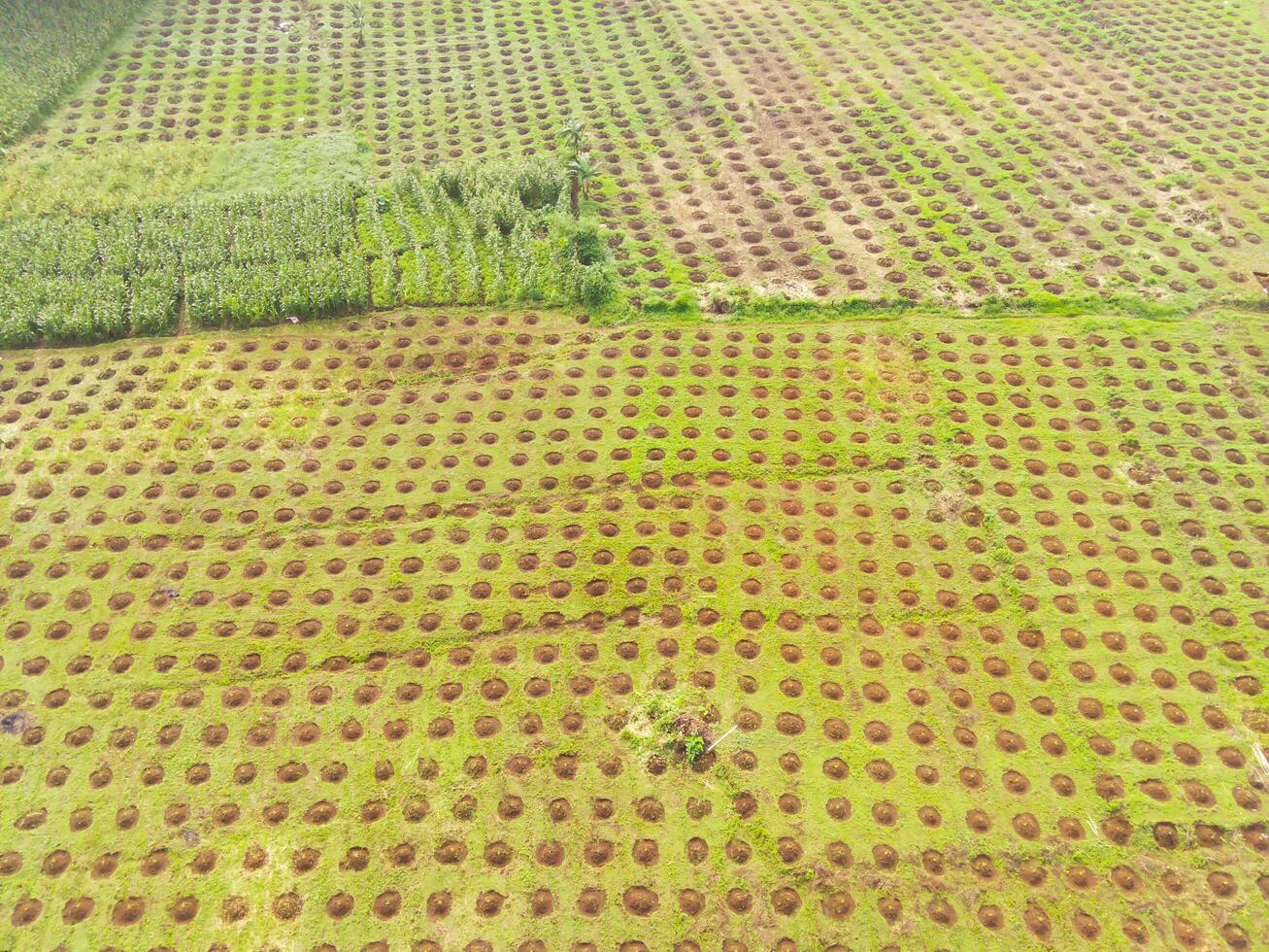 Aerial view of corn fields Bandung city, Indonesia. Landscape of a newly planted corn field. Agricultural Field. Above. Agricultural Industry. Shot from a drone flying 100 meters photo