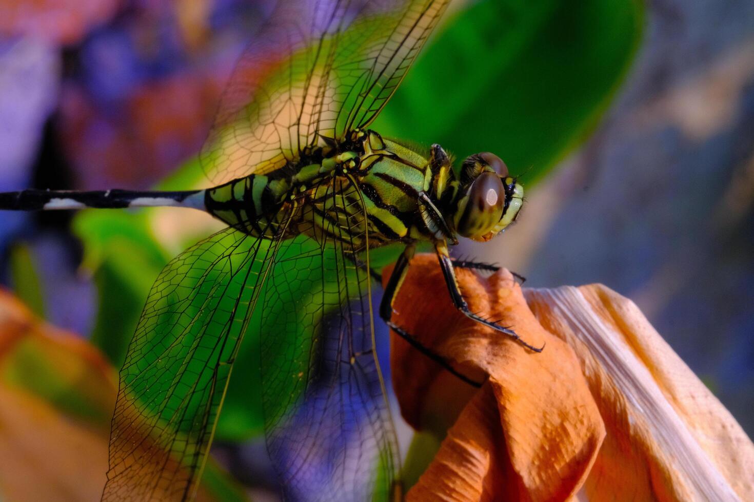 Macrophotography. Animal Closeup. Macro photo of a green dragonfly. A green dragonfly is sitting on a dry leaf. Bandung, Indonesia