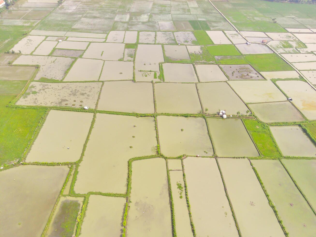 Paddy fields in the valley. Aerial drone view of vast Agriculture fields on the edge of the city. View from above, tropical green background. Above. Agriculture Industry. Shot from drone photo